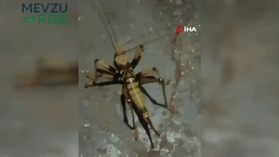 Elazığ'da Devasa Etçil Çekirge Keşfi: Köylüler Şaşkın!