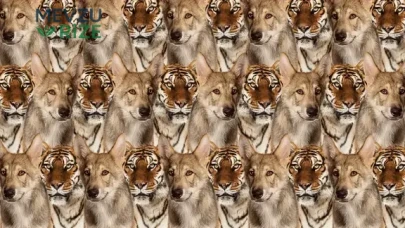 Zeka testi: Kurt ve kaplanların içindeki minik kedi nerede? 625 kişiden 17'si 9 saniyede buldu