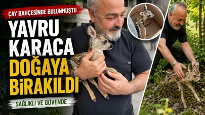 Artvin'de İşçiler Yavru Karacayı Kurtarıp Doğaya Saldı!