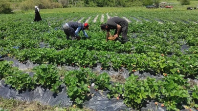 Tunceli'deki Kadın Çiftçiler Tarımda Başarı Hikayesi Yazıyor: Yüksek Verim ve Kalite Elde Ediyorlar!