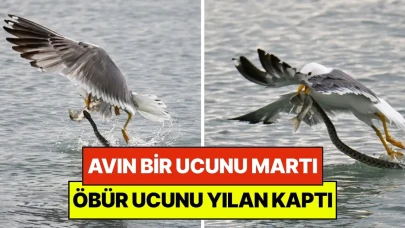 Van Gölü'nde Doğa Üzerinde Dört Dörtlük Mücadele: Martı ile Yılan Arasında Yırtıcı Av Rekabeti