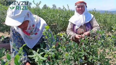 Kurak Alanların Bereketli Mavi Altın Tarımına Dönüşümü: Yaban Mersini Üretimi Ekonomiyi Canlandırıyor