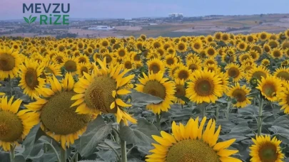 Tekirdağ'daki Ayçiçeği Tarlaları Sarı Renkle Kaplandı: 400 Bin Ton Hasat Bekleniyor!