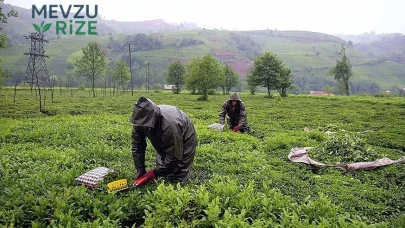 Yarın İkinci Sürgün Yaş Çay Alım Süreci Başlıyor!