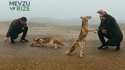 Yabani hayvan tıpkı bir insan gibi beslendi