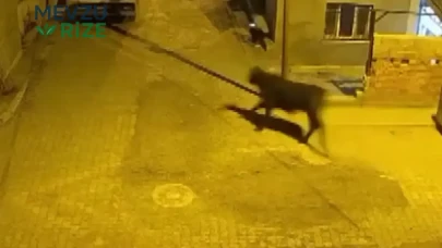 Hatay'da Angus Kargaşası: Kaçan İnek Sokakları Karıştırdı, O Anlar Kamerada!