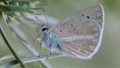 Dünya Genelinde İlgi Odağı: Sadece Van'da Bulunan ve 30 Gün Süresince Hayatta Kalabilen Özel Bir Canlı!