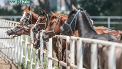 TİGEM, Karacabey'de 34 Adet Safkan Arap Koşu Tayını Satışa Sunuyor!