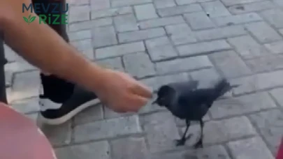 Elazığ'da aç kalan yavru kargayı elleriyle besleyen vatandaşın yürek ısıtan görüntüsü