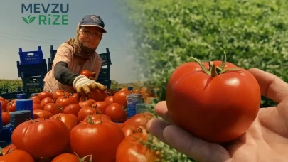Çanakkale'den Sofralara Lezzet Yolculuğu: İlk Adım Atıldı, İşte İstanbul'a Gelen O Tadı!