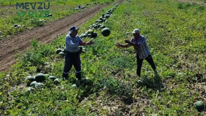 Türkiye'nin En Hafif Kara Toprağında Yetişen Ürün: Taneleri Tarlada 5 Liradan Satışta!