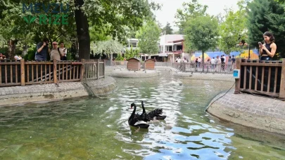 Kuğulu Park'ta Sevimli 4 Yavru Kuğu Hayata Merhaba Dedi!