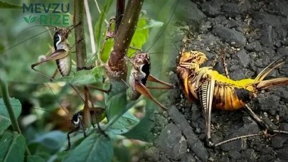 Şırnak’ta çekirge istilası: Yüz binlerce böcek serin yaylalara ulaşmak için yollara çıktı