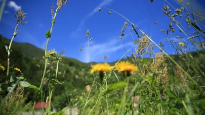 Rize'de Yetişen Çiçek Türleri: Karadeniz'in Rengârenk Doğal Hazineleri
