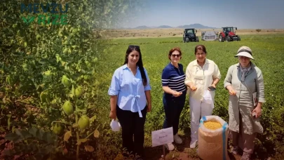 Denizli'de Üretilen Borsa-20 Nohut Çeşidi, 6 İlde Yüksek Verim ile Göz Doldurdu!