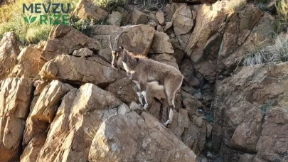 Koruma altındaki yaban keçisini vurdu: Kaçak avcıya 1,2 milyon lira ceza