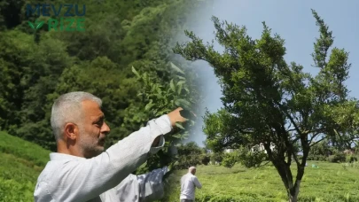Rize'de 70 Yıldır Budanmayan Çay Ağacı, Dededen Toruna Geçen 5 Metrelik Doğal Mirası ile Ziyaretçileri Etkiliyor!