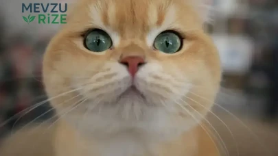 Kedinizin Bu Davranışı, Sizlere Bir Mesaj İletiyor Olabilir!