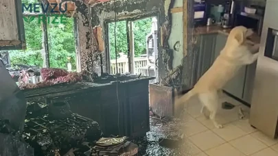ABD'de Köpeğin Tost Makinesini Çalıştırması Sonucu Yangın Çıktı: 3 Evcil Hayvan Hayatını Kaybetti