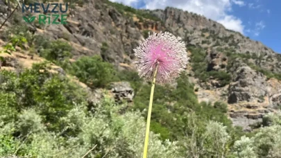 Tek Ülke: Koruma Altındaki Dağ Sarımsağı İçin Yüksek Ceza Uygulaması Başladı!