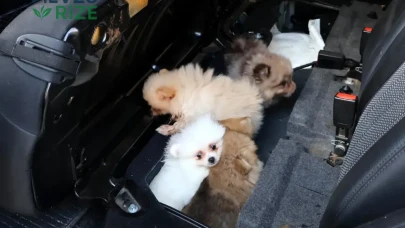 Yavru Pomeranianlar Koltuğun Altından Çıkıp Oyun Havalarında Koşmaya Başladı!