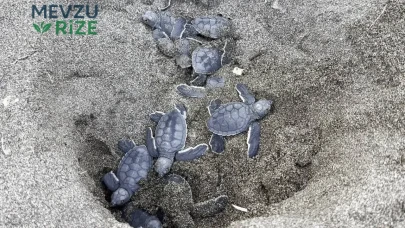 Fırtınada yuvaları sular altında kalmıştı: Mersin sahilinde minik misafirler yumurtadan çıktı