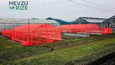 Pestisit Dönemi Sona Eriyor: Böcekler Tarlalara Veda Ediyor!
