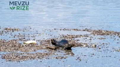 Tuna Nehri'nde Su Seviyesindeki Düşüş, Mamut Fosillerinin Gün Yüzüne Çıkmasını Sağladı!