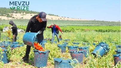 Geçen yıl elde kalınca üretimi kestiler: Kilosu 3,5 liraya kadar düşünce çiftçi isyan etti