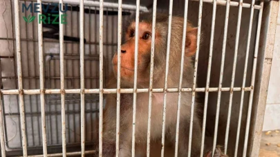 Hatay'da Sokakta Bulunan Maymun, Koruma Altına Alındı!