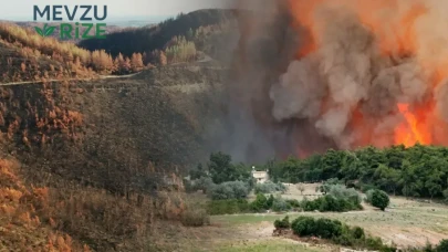 Manavgat'taki Yangının Ardından Ormanların Durumu ve Yeniden Canlanma Süreci