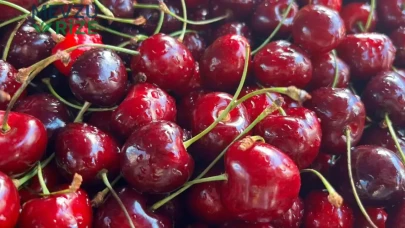 Kiraz ve vişne ihracatında tarihi sıçrama
