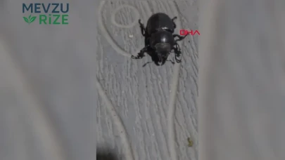 Tokat'ta Nesli Tehlikede Olan Gergedan Böceği İlk Kez Görüntülendi!