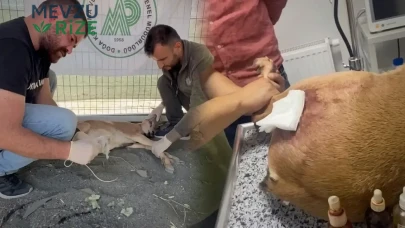 Şırnak'ta Koruma Altındaki Keçinin Katili Kaçak Avcıya 1.2 Milyon TL'lik Ağır Ceza Verildi