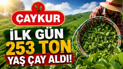 ÇAYKUR, İlk Gün 253 Ton Yaş Çay Aldı