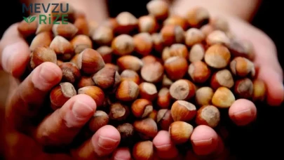 AB Ülkelerine 5.973 Ton Fındık İhracı Gerçekleşti! Trabzon'un Katkısıyla Fındık Sezonu Hız Kazandı!
