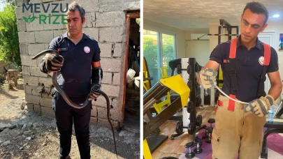 Hatay'da Vatandaşlara Korku Sardı: Yerleşim Alanlarında Yılan Yakalama Operasyonu Gerçekleşti!