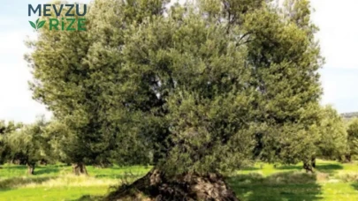 Ayvalık'ın Binlerce Yıllık Zeytin Ağaçları: Geleceğe Taşınan Köklerin Umudu