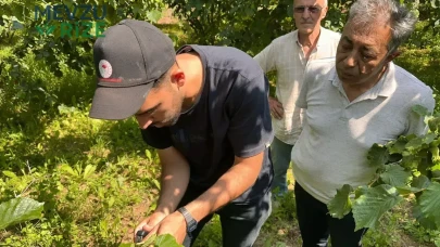 Düzce'de Kokarca Sorununa Çözüm: Samuray Arıları Doğaya Salındı