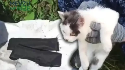 Rusya'da Cezaevine Kaçak Uyuşturucu Taşıyan Kedi Ele Geçirildi!