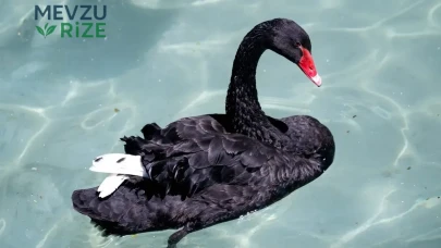 Kuğulu Park’ta heyecan dorukta: Odile ile yarışacak 5 yeni kuğu misafiri yolda!