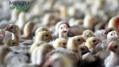 Avustralya'da H5 Kuş Gribi Vahşi Kuşların Arasında Yayılma Gösterdi
