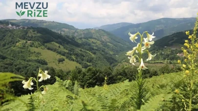 Akkuş Zambağı İçin Hukuk Mücadelesi: Endemik Türün Korunması İçin Adım Atılıyor!
