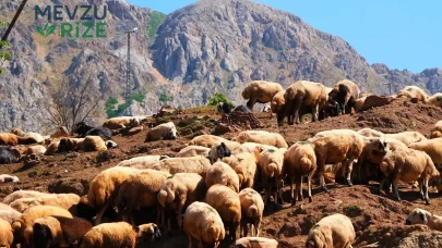 Temmuz Ayında Kar Yağışı 3 Bin Koyunu Tehdit Ediyor: Büyük Tehlike!