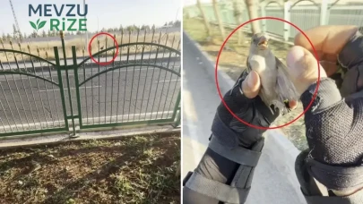 Motokurye, Yolda Gördüğü Küçük Şeyi Fark Ederek Hayat Kurtardı! "Çöp Sanmıştım" Açıklamasıyla Olayı Anlattı.