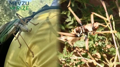 Diyarbakır Çermik'te devasa bir tür keşfedildi! Uzmanlar, boyu 25 santimetreyi aşan bu canlı için dikkat çekici uyarılarda bulundu