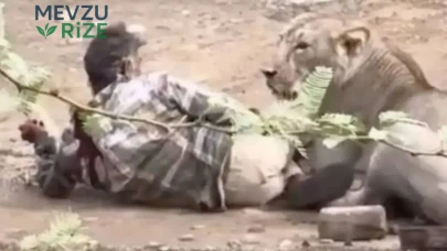Dev Aslanın Pençelerinden Kurtulmanın Yolu: 30 Dakika Savaş Dolu Bir Mücadele!