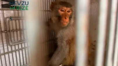 Gizemli Maymunun Saldırısı: Hatay'da Mahallede Panik Yaratan Olay!