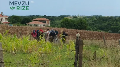 Bafra'da 92 Yaşındaki Kadının Tarlada Yanmış Cesedi Bulundu: Gizemli Ölümün Perdesi Aralanıyor