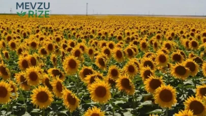 Ayçiçeği Üreticilerine Yeni Koruma: İthalat Düzenlemesi Hayata Geçti!